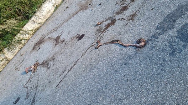 ΑΧΛΑΔΙ ΕΥΒΟΙΑΣ: Άγνωστος πετάει στο δρόμο σπλάχνα σφαγιασθέντων ζώων