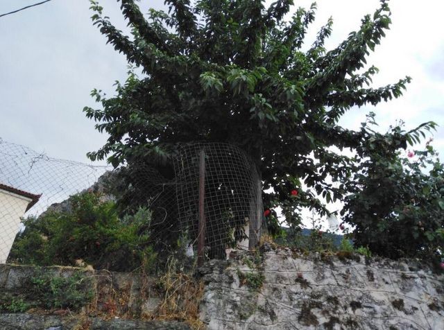ΣΤΕΡΕΑ ΕΛΛΑΔΑ: Γυναίκα πήγε να μαζέψει κεράσια και σκοτώθηκε