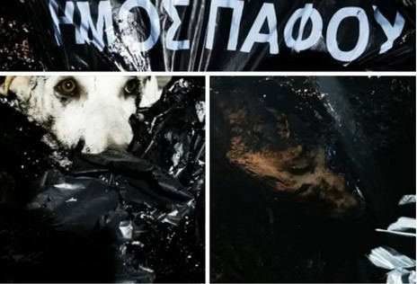 Ελουσαν με πίσσα σκυλάκια και τα πέταξαν ζωντανά στα σκουπίδια