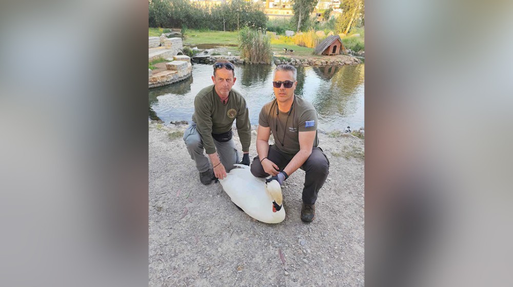 ΑΡΕΘΟΥΣΑ-ΧΑΛΚΙΔΑ: Θηροφύλακες απεγκλώβισαν κύκνο