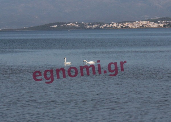 Λιανή Άμμος-Χαλκίδα: Ατραξιόν οι δύο κύκνοι