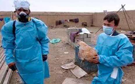 Συναγερμός στην Κοζάνη μετά τον θάνατο πτηνών σε φάρμα