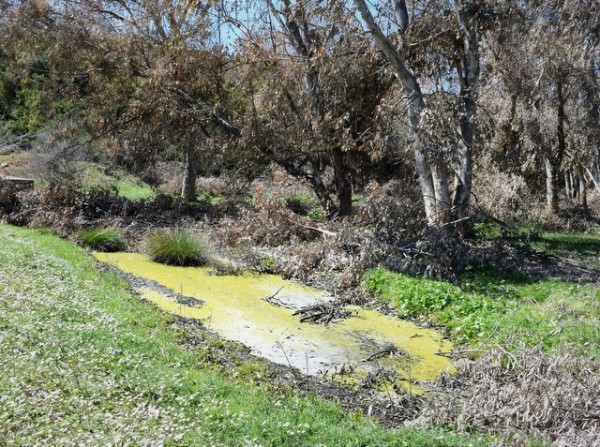 Σοβαρή εστία ρύπανσης στο Γαβαλά του Δήμου Κύμης – Αλιβερίου
