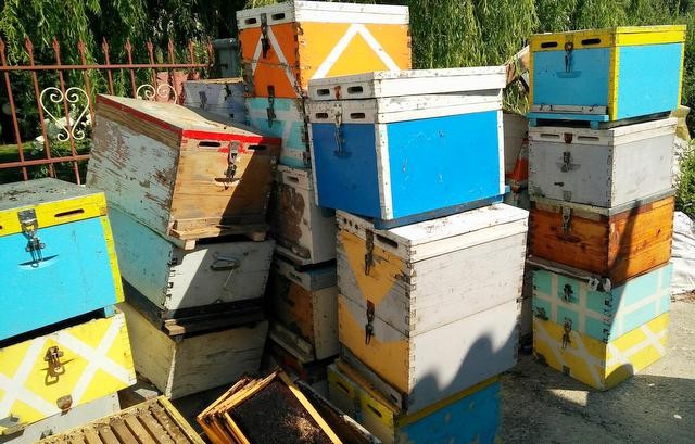 ΧΑΛΚΙΔΑ: Συνελήφθη 40χρονος γιατί έκλεψε 40 τελάρα από κυψέλες μελισσών