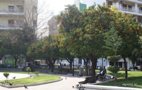 Τα νεράτζια μπορεί να γίνουν ...πολεμοφόδια