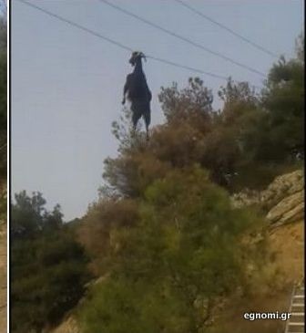 Απίστευτος απεγκλωβισμός ιπτάμενης κατσίκας από καλώδια της ΔΕΗ