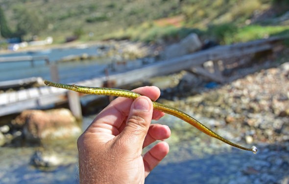 Εντοπίστηκε σπάνιο τροπικό ψάρι στο Ναύπλιο