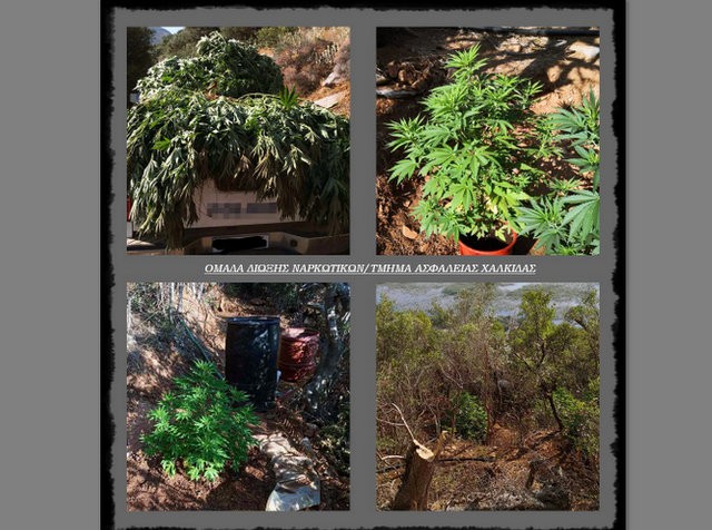 ΑΛΙΒΕΡΙ: Ζευγάρι καλλιεργούσε φυτεία με 40 δενδρύλλια κάνναβης