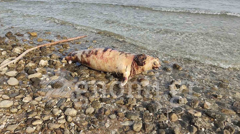 ΛΕΥΚΑΝΤΙ ΒΑΣΙΛΙΚΟ: Δύο φώκιες ξεβράστηκαν νεκρές