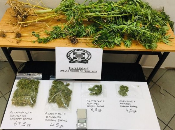 ΜΑΝΤΟΥΔΙ: 36χρονος καλλιεργούσε 5 δενδρύλλια χασίς στο σπίτι του