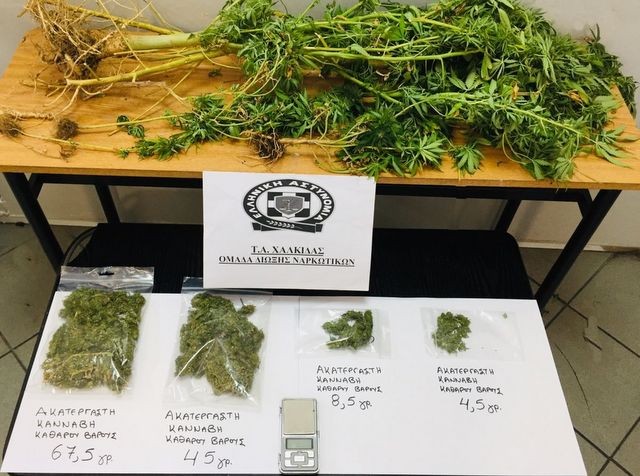 ΜΑΝΤΟΥΔΙ: 36χρονος καλλιεργούσε 5 δενδρύλλια χασίς στο σπίτι του