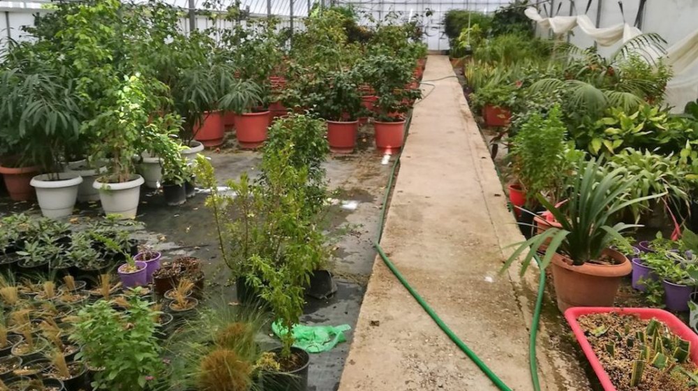 Ποντικοί τρύπωσαν σε φυτώριο στον δρόμο Χαλκίδας-Αρτάκης