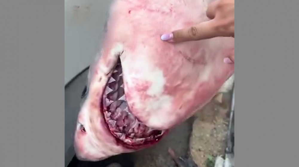 ΝΟΤΙΑ ΕΥΒΟΙΑ: Λευκός καρχαρίας πιάστηκε στα δίχτυα ψαρά