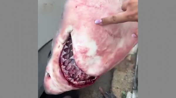 ΝΟΤΙΑ ΕΥΒΟΙΑ: Λευκός καρχαρίας πιάστηκε στα δίχτυα ψαρά