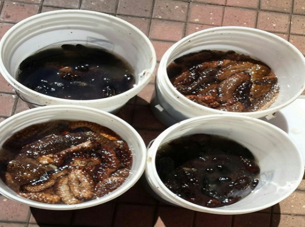 ΛΑΡΥΜΝΑ: Ψάρευε παράνομα αγγούρια της θάλασσας