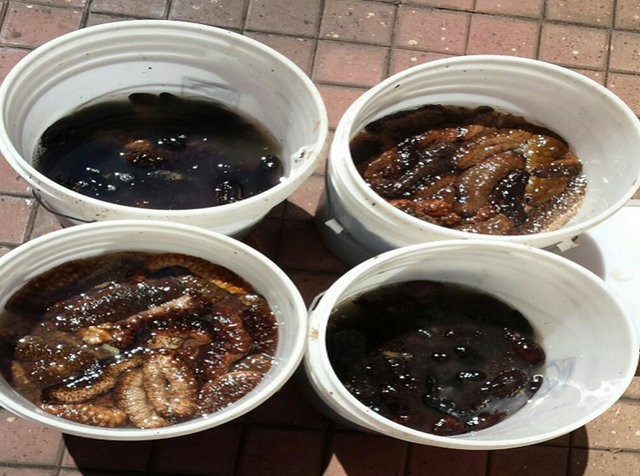 ΛΑΡΥΜΝΑ: Ψάρευε παράνομα αγγούρια της θάλασσας