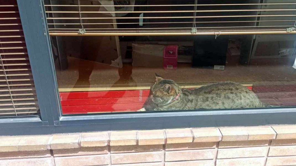 ΧΑΛΚΙΔΑ: Μία γατούλα κλέβει την παράσταση σε βιτρίνα γνωστού καταστήματος