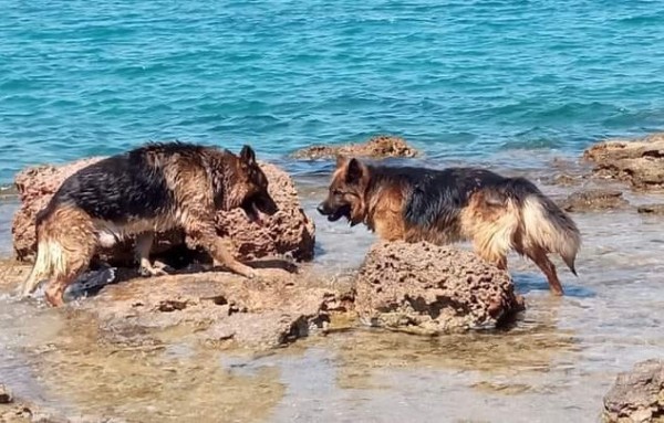 ΧΑΛΚΙΔΑ: Αυτά τα δύο λυκόσκυλα περιφέρονταν διψασμένα στις Αλυκές την Κυριακή