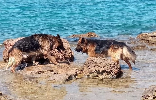 ΧΑΛΚΙΔΑ: Αυτά τα δύο λυκόσκυλα περιφέρονταν διψασμένα στις Αλυκές την Κυριακή