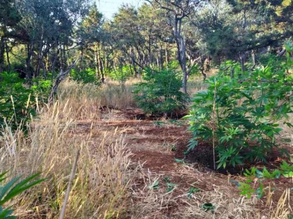 Άγνωστοι δράστες έφτιαξαν περιβόλι με χασίς μέσα στο δάσος