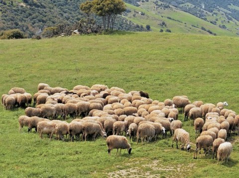 Αλλαγές φέρνει στον ΕΛΓΑ το Νομοσχέδιο για τις βοσκήσιμες γαίες