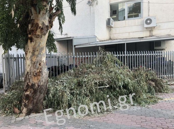 Ο Δήμος Χαλκιδέων δεν μαζεύει τα κλωνάρια δέντρων