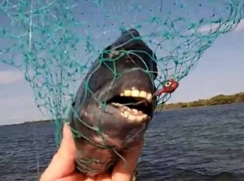 Το ψαράκι σας κάνει καθαρισμό; (video)