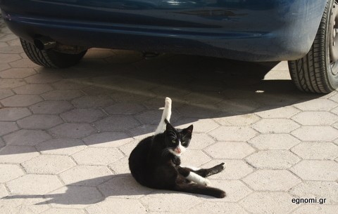 Έχετε δει ποτέ γάτα-μπαλαρίνα;