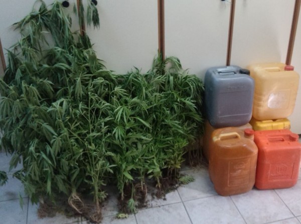 Ολα κι όλα... Το περιποιούνταν το χασίς!