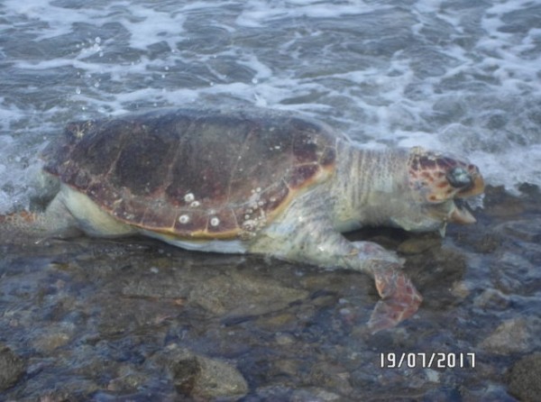 Βρέθηκε νεκρή θαλάσσια χελώνα στην Έξω Παναγίτσα