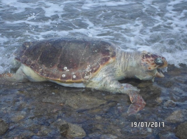 Βρέθηκε νεκρή θαλάσσια χελώνα στην Έξω Παναγίτσα