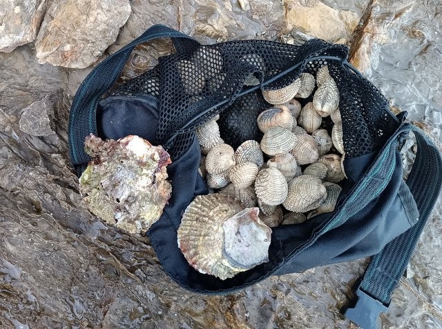 ΡΟΔΙΕΣ ΧΑΛΚΙΔΑΣ: Ψάρεψε παράνομα 56χρονος τρία κιλά κυδώνια (φωτό)