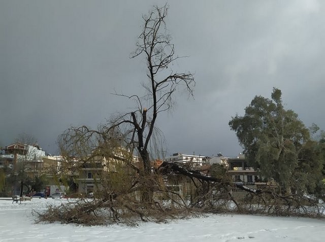 ΧΑΛΚΙΔΑ-ΜΗΔΕΙΑ: Έσπασαν δένδρα και στο πάρκο του Βούρκου (φωτό)