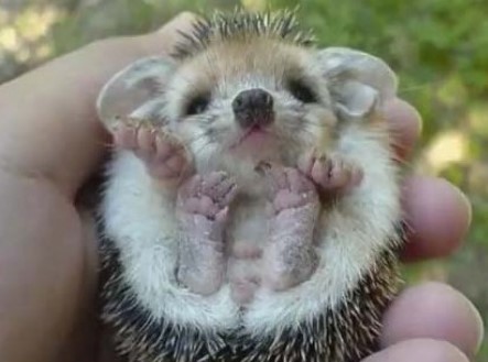 Αχ, τι γλυκούλι σκαντζοχοιράκι (video)