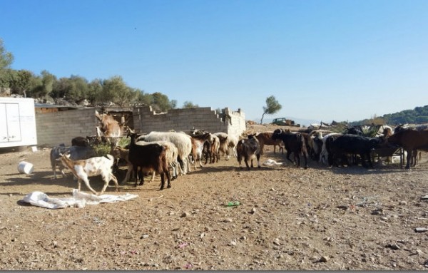 ΜΑΝΔΡΑ: Ομολόγησε 14χρονος ότι σκότωσε τον 17χρονο αδελφό του κοντά στο μαντρί τους
