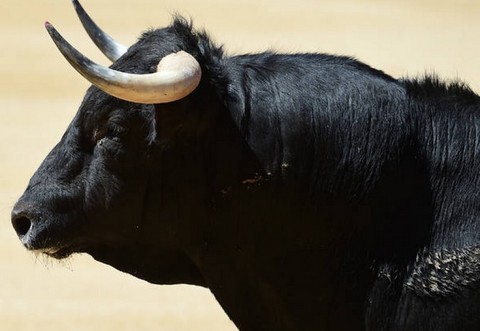 Λαμία: Κυνηγούσαν αφηνιασμένο ταύρο μέσα στην πόλη