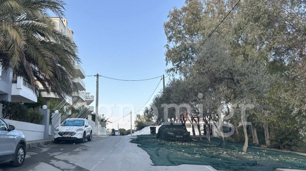 ΧΑΛΚΙΔΑ: Μαζεύουν ελιές ακόμη και σε κεντρικούς δρόμους