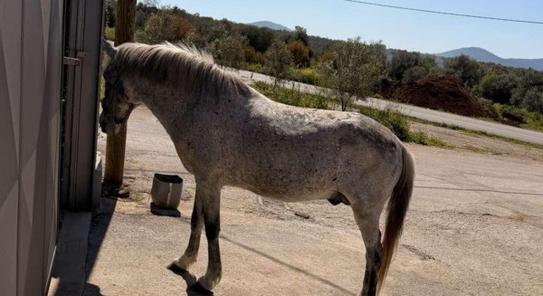 ΔΡΟΣΙΑ ΧΑΛΚΙΔΑΣ: Άλογο κυκλοφορεί ελεύθερο στον περιφερειακό