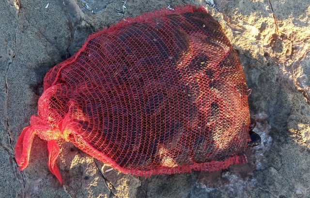 ΓΑΪΔΑΡΟΣ ΔΡΟΣΙΑΣ: Οι λιμενικοί κατάσχεσαν ένα τσουβάλι αγγούρια της θάλασσας