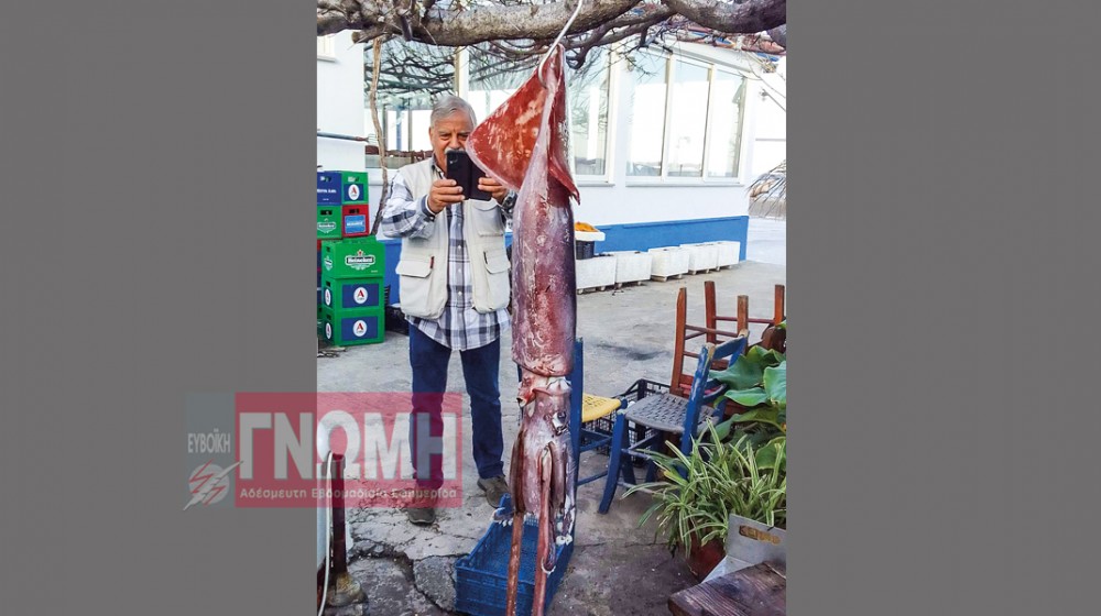 ΠΛΑΤΑΝΑ ΚΥΜΗΣ: Θράψαλο-γίγας έπεσε στα ...χέρια του Αντώνη Κουτέλου