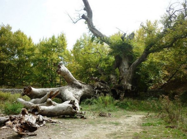 Διαλύεται ο θρυλικός πλάτανος στο Προκόπι