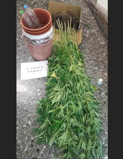 ΙΣΤΙΑΙΑ: Εντοπίστηκε ορφανή φυτεία με 20 δενδρύλλια χασίς μέσα στο δάσος