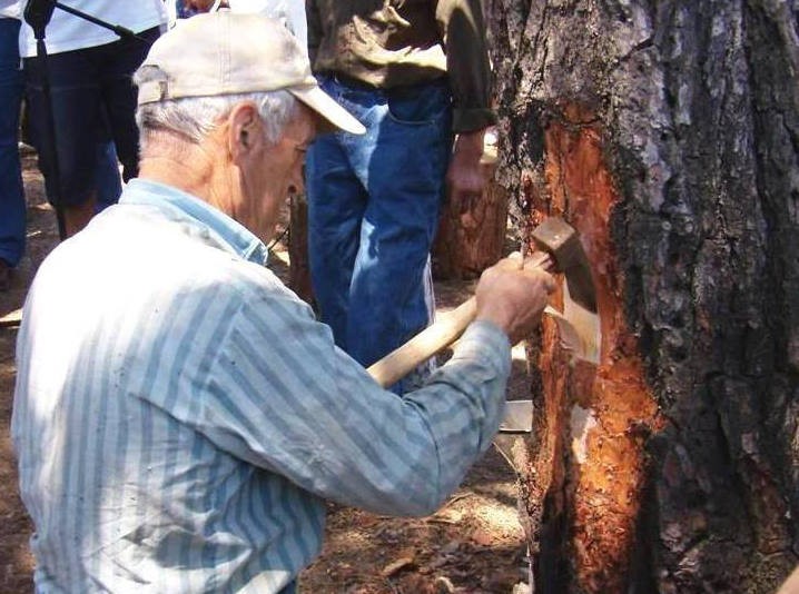 Επιλύθηκε το πρόβλημα πρόσληψης 35 ρητινεργατών στο Δασαρχείο Ιστιαίας-Αιδηψού