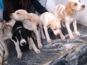 Ζωόφιλος σύλλογος Το καταφύγιο: Εγκαινιάζει τη γραφεία του