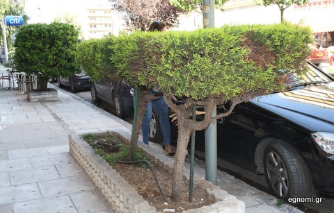 Μερακλίδικο κλάδεμα στη Βενιζέλου