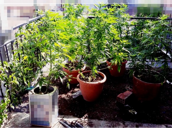 Φύτεψε χασίς σε γλάστρες στην αυλή του σπιτιού του