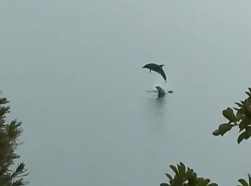 ΡΟΔΙΕΣ ΧΑΛΚΙΔΑΣ: Δελφίνια κάνουν τη βόλτα τους στον Ευβοϊκό (video)