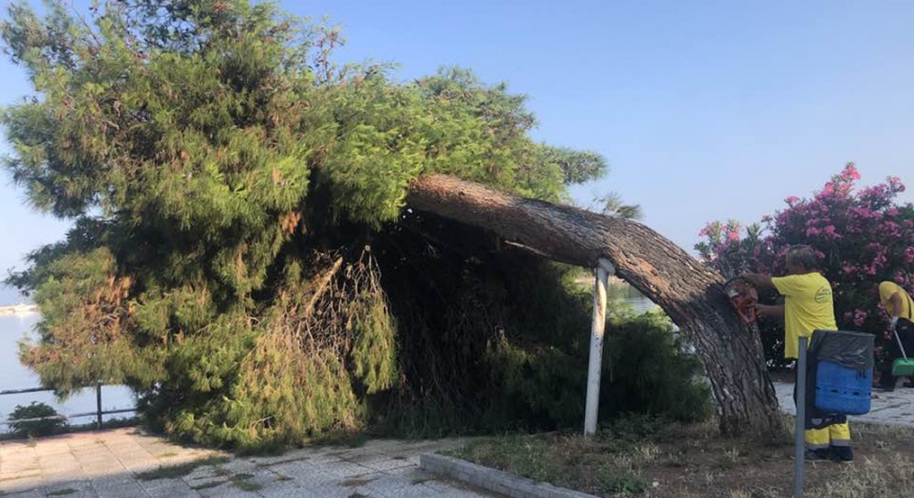 ΑΡΤΑΚΗ: Έπεσε το πανύψηλο πεύκο στην παραλία