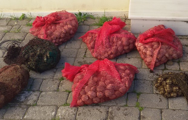 ΧΑΛΚΙΔΑ: Ερασιτέχνης ψαράς αλίευσε οστρακοειδή από απαγορευμένη περιοχή