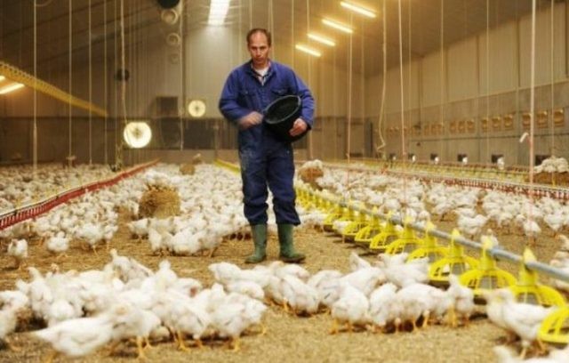 Έλεγχοι της Αστυνομίας σε πτηνοτροφεία για μαύρη εργασία και φορολογικές παραβάσεις